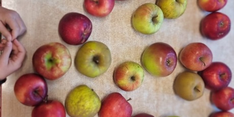 Powiększ grafikę: dzien-jablka-w-grupach-644211.jpg