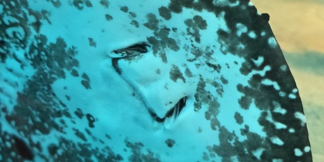 Powiększ grafikę: zajecia-w-hevelianum-gr-iii-650539.jpg